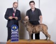Matriz - Fila Brasileiro Tigrado - Canil Singular - Safira
